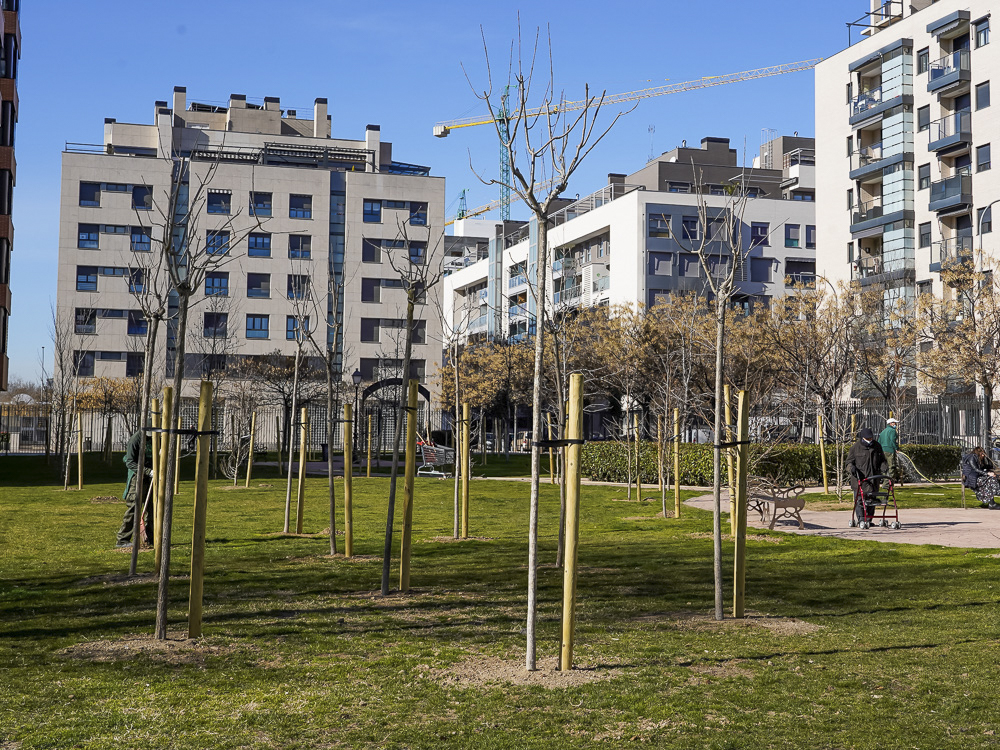 El Ayuntamiento de Torrejón de Ardoz está cumpliendo el objetivo del Plan de Reforestación y ya ha plantado más de 7.000 nuevos árboles en la ciudad en la presente legislatura