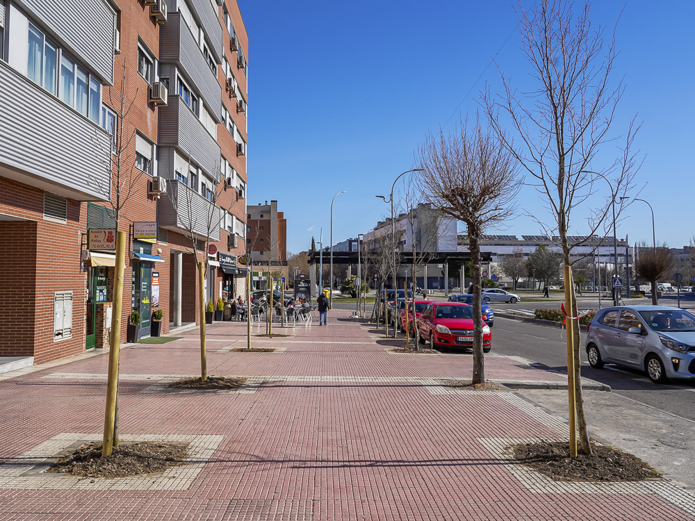 El Ayuntamiento de Torrejón de Ardoz está cumpliendo el objetivo del Plan de Reforestación y ya ha plantado más de 7.000 nuevos árboles en la ciudad en la presente legislatura