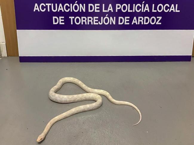 La Policía Local de Torrejón de Ardoz recupera una serpiente que se habían encontrado en un domicilio de la ciudad