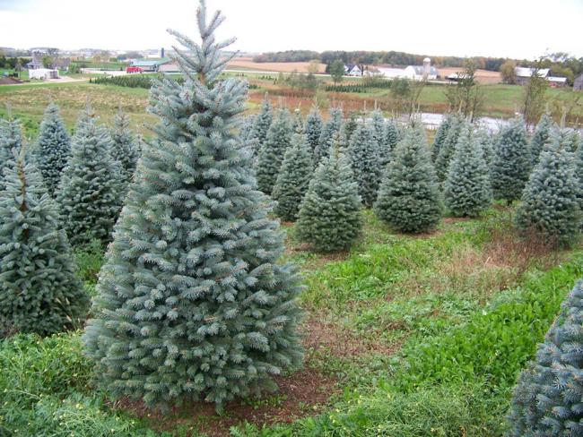 El Ayuntamiento de Torrejón recogerá los árboles navideños de los vecinos para replantarlos en las zonas verdes de la ciudad