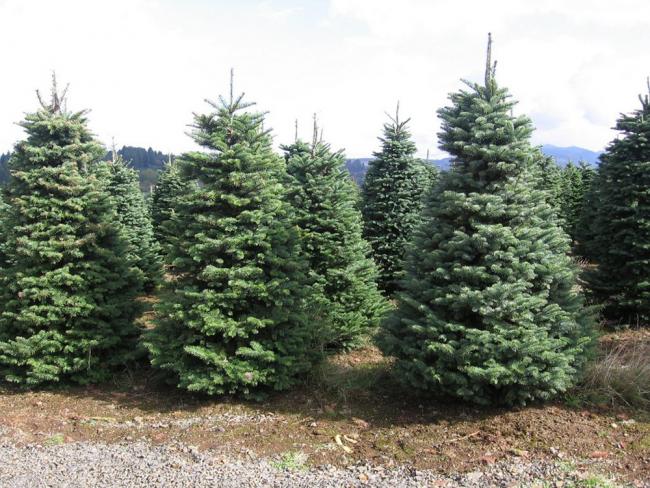 El Ayuntamiento de Torrejón recogerá los árboles navideños