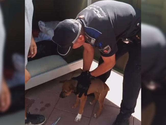 Momento del rescate del cachorro por Policía Local tras la denuncia vecinal