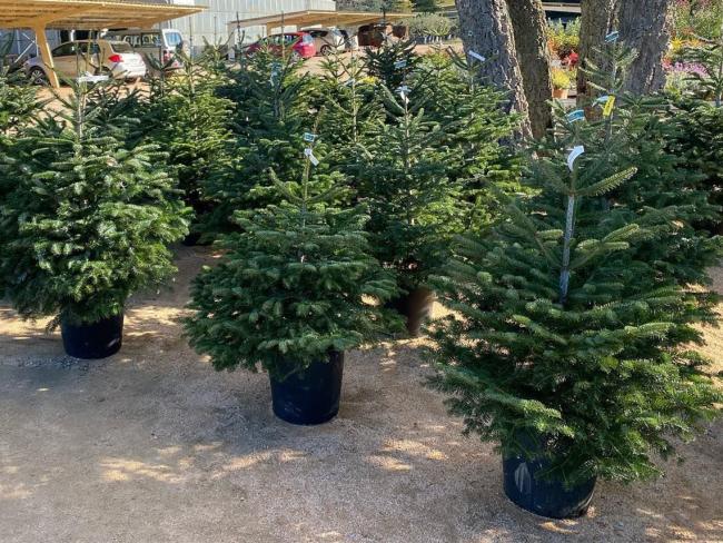 Los árboles en buen estado de conservación serán trasplantados en las zonas verdes de la ciudad